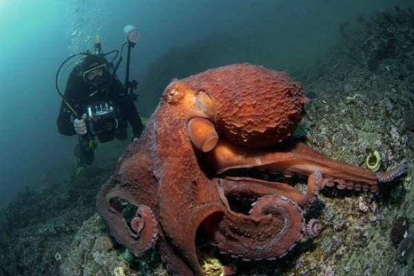 Кракен наркологический